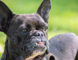 Understanding the Importance of Ear Shape in English Bulldogs