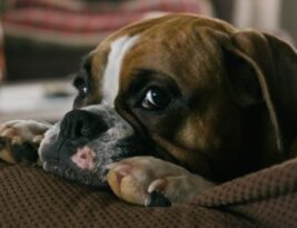 What Are the Essential Traits of English Bulldogs?