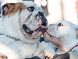 What Are the Recommended Vaccinations and Preventive Medications for English Bulldogs?