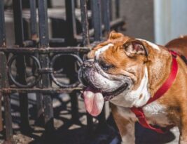 What Makes English Bulldogs Unique in Terms of Temperament?